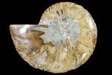 Cut & Polished Ammonite Fossil (Half) - Agate Replaced #146196-1